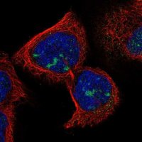 Anti-RDM1 antibody produced in rabbit