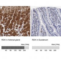 Anti-RDX antibody produced in rabbit HPA000763-100UL