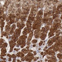 Anti-RDX antibody produced in rabbit HPA000763-100UL