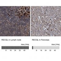 Anti-RECQL antibody produced in rabbit