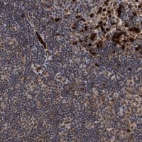 Anti-RECQL antibody produced in rabbit