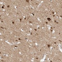 Anti-REEP2 antibody produced in rabbit 