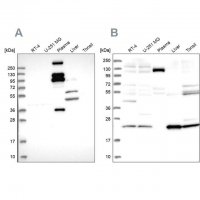 Anti-REXO1 antibody produced in rabbit