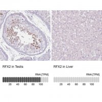 Anti-RFX2 antibody produced in rabbit 