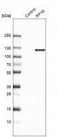 Anti-RFX6 antibody produced in rabbit 