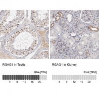 Anti-RGAG1 antibody produced in rabbit 