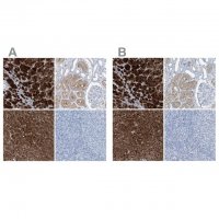 Anti-RGN antibody produced in rabbit HPA029102-100UL