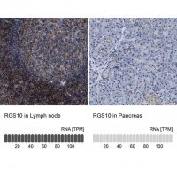 Anti-RGS10 antibody produced in rabbit 