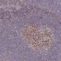 Anti-RGS14 antibody produced in rabbit