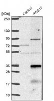 Anti-RGS17 antibody produced in rabbit 