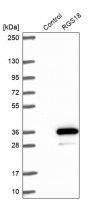 Anti-RGS18 antibody produced in rabbit 