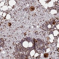 Anti-RGS18 antibody produced in rabbit 