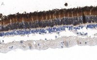 Anti-Rhodopsin Antibody, clone 5D17 ZooMAb� Rabbit Monoclonal 