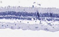 Anti-Rhodopsin Antibody, clone 5D17 ZooMAb� Rabbit Monoclonal 