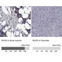 Anti-RHOG antibody produced in rabbit 