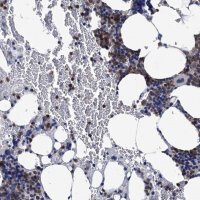 Anti-RHOG antibody produced in rabbit 