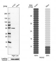 Anti-RIOX2 antibody produced in rabbit HPA007603-100UL