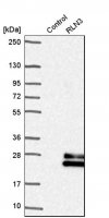 Anti-RLN3 antibody produced in rabbit HPA043731-100UL