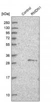 Anti-RMDN1 antibody produced in rabbit