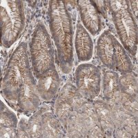 Anti-RMDN1 antibody produced in rabbit