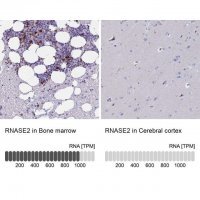Anti-RNASE2 antibody produced in rabbit 