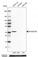 Anti-RNASEH2B antibody produced in rabbit