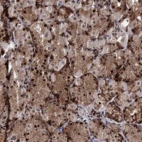 Anti-RNASEH2B antibody produced in rabbit