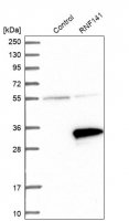 Anti-RNF141 antibody produced in rabbit