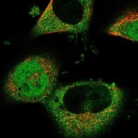 Anti-RNF166 antibody produced in rabbit 