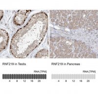 Anti-RNF219 antibody produced in rabbit 