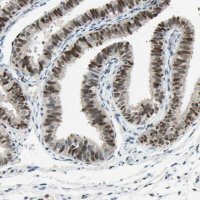 Anti-RNF43 antibody produced in rabbit 