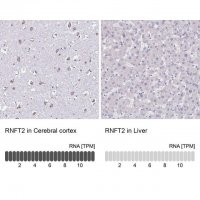 Anti-RNFT2 antibody produced in rabbit HPA064161-100UL