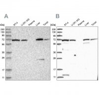 Anti-RNPEP antibody produced in rabbit 
