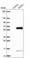 Anti-RNPS1 antibody produced in rabbit 