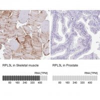 Anti-RPL3L antibody produced in rabbit