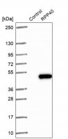 Anti-RPP40 antibody produced in rabbit 