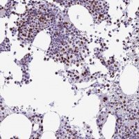 Anti-RPS6KB1 antibody produced in rabbit HPA039442-100UL