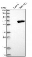 Anti-RPS6KL1 antibody produced in rabbit 