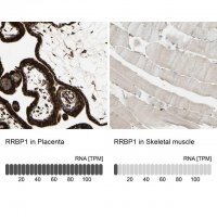 Anti-RRBP1 antibody produced in rabbit 