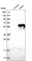 Anti-RRP1 antibody produced in rabbit