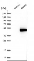 Anti-RSAD2 antibody produced in rabbit 