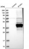 Anti-RSPH14 antibody produced in rabbit