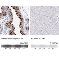 Anti-RSPH4A antibody produced in rabbit