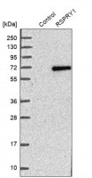 Anti-RSPRY1 antibody produced in rabbit 
