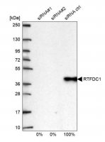 Anti-RTFDC1 antibody produced in rabbit HPA053986-100UL