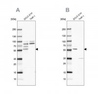 Anti-RUFY3 antibody produced in rabbit