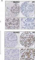Anti-RUNX2 antibody produced in rabbit 