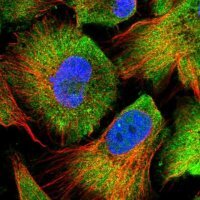 Anti-RUVBL2 antibody produced in rabbit HPA042880-100UL