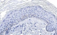 Anti-RXR-alpha Antibody, clone 2I8 ZooMAb® Rabbit Monoclonal