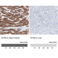 Anti-RYR2 antibody produced in rabbit 